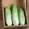 Virtus - Organic (F1) Radicchio Seed