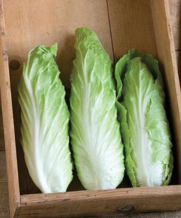 Virtus - Organic (F1) Radicchio Seed