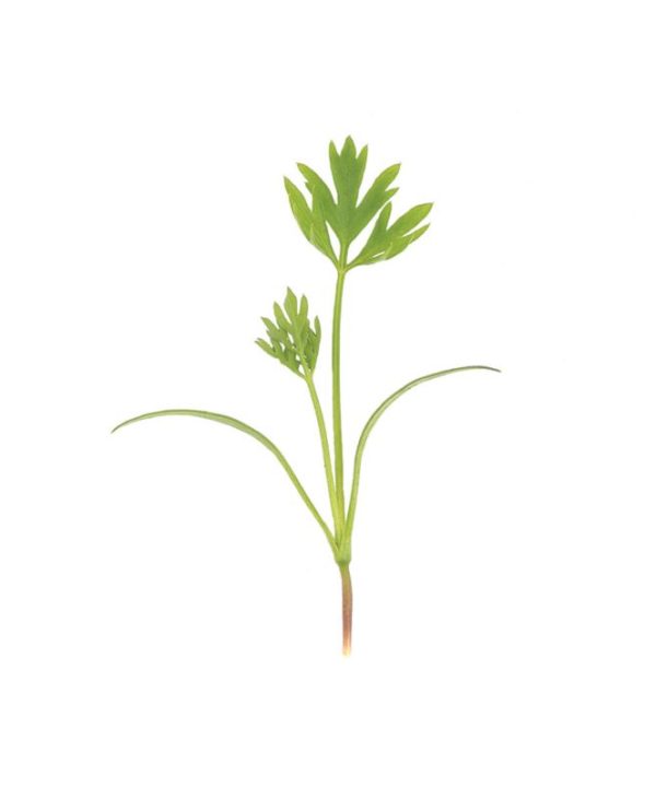 Carrot - Microgreen Seed