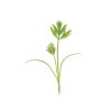 Carrot - Organic Microgreen Seed