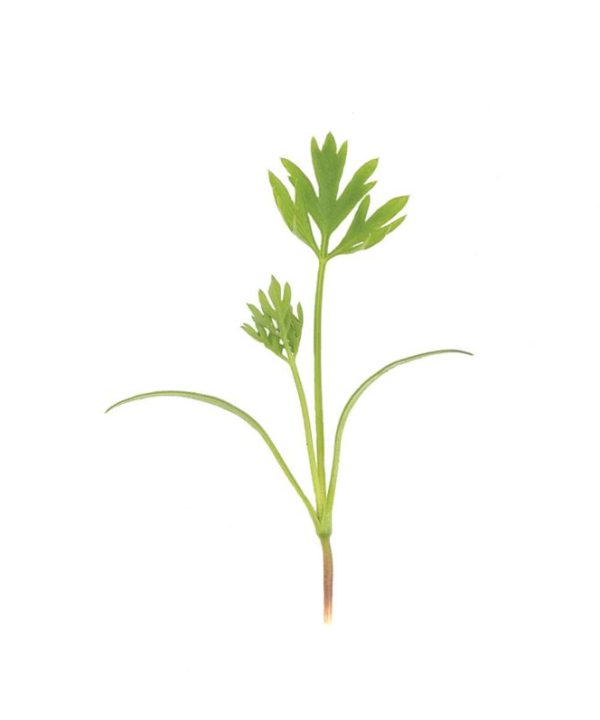Carrot - Organic Microgreen Seed
