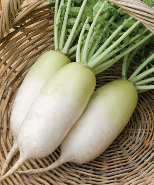 Alpine - (F1) Radish Seed