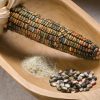 Earth Tones Dent - Corn Seed