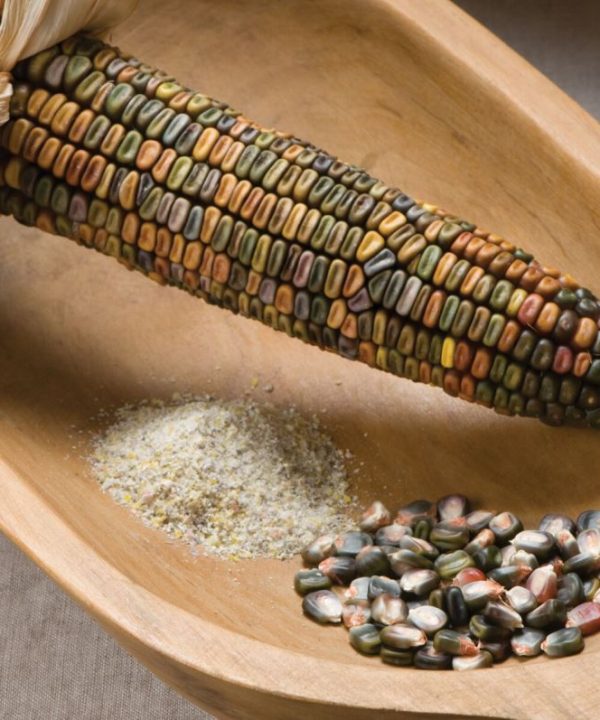 Earth Tones Dent - Corn Seed