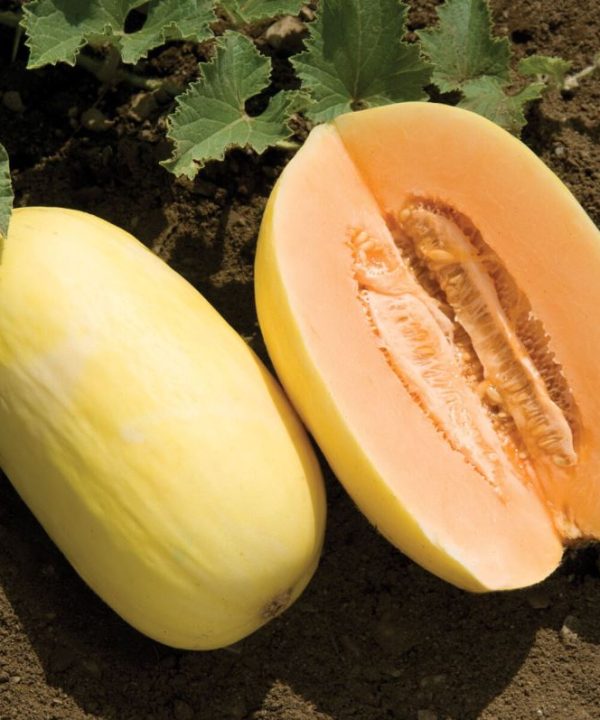 Lilly - (F1) Melon Seed