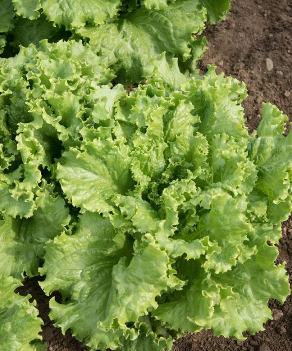 Tropicana - Lettuce Seed