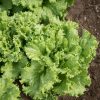 Tropicana - Organic Lettuce Seed
