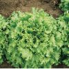 Tropicana - Organic Lettuce Seed