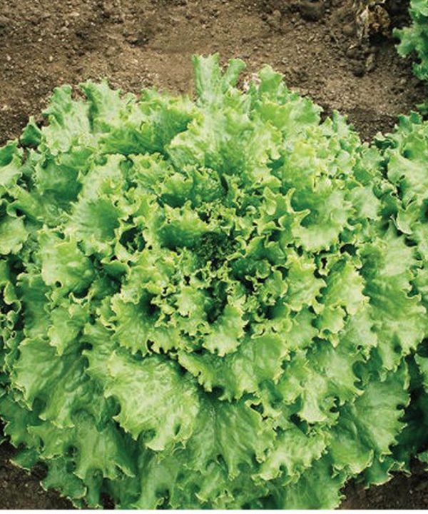 Tropicana - Organic Lettuce Seed