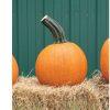 Wolf - Pumpkin Seed