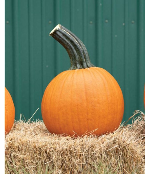 Wolf - Pumpkin Seed