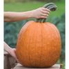 Wolf - Treated Pumpkin Seed