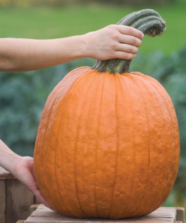 Wolf - Treated Pumpkin Seed