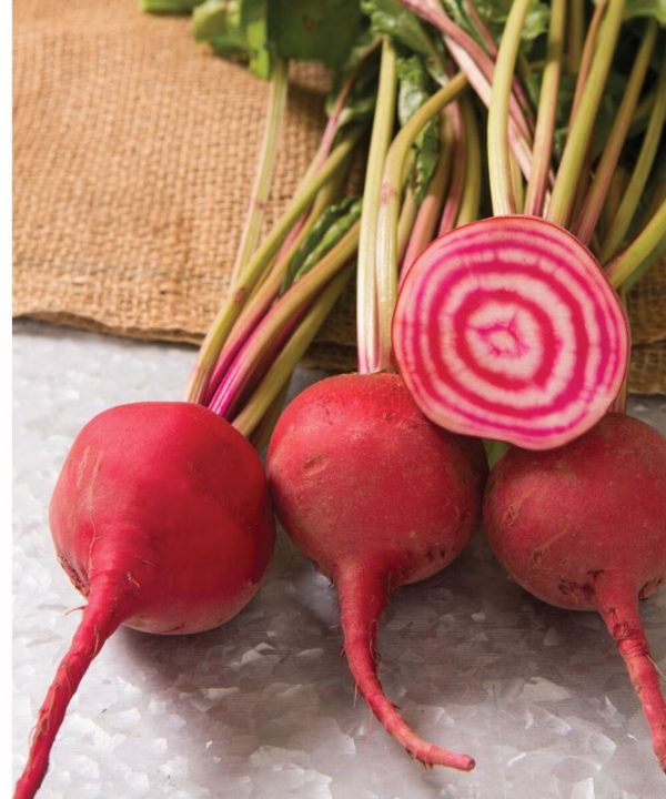 Chioggia Guardsmark - Beet Seed