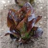 Red Rosie - Lettuce Seed