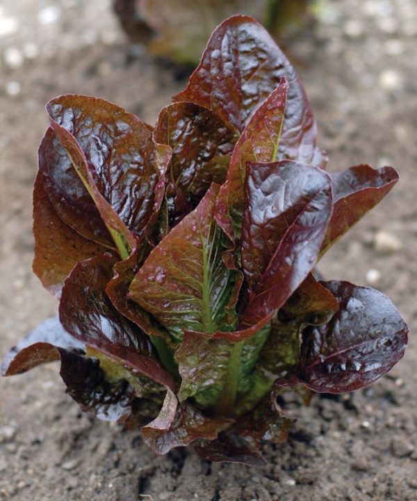 Red Rosie - Lettuce Seed