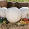 Polar Bear - Treated (F1) Pumpkin Seed