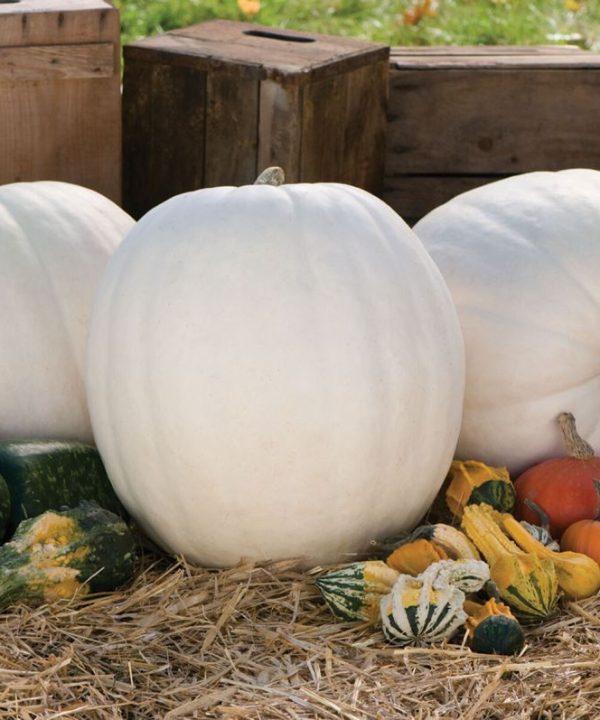 Polar Bear - Treated (F1) Pumpkin Seed