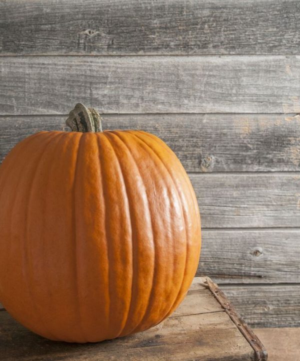 Rival PMR - (F1) Pumpkin Seed