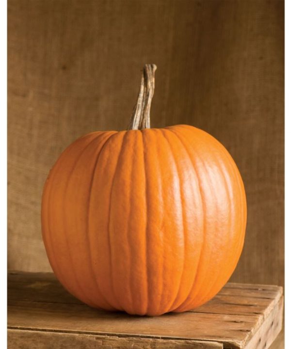 Rival PMR - Treated (F1) Pumpkin Seed