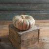 Speckled Hound - (F1) Pumpkin Seed