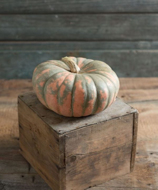 Speckled Hound - (F1) Pumpkin Seed