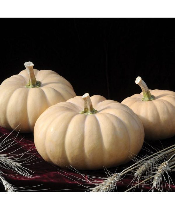 Autumn Crown - (F1) Pumpkin Seed