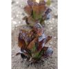 Red Rosie - Lettuce Seed
