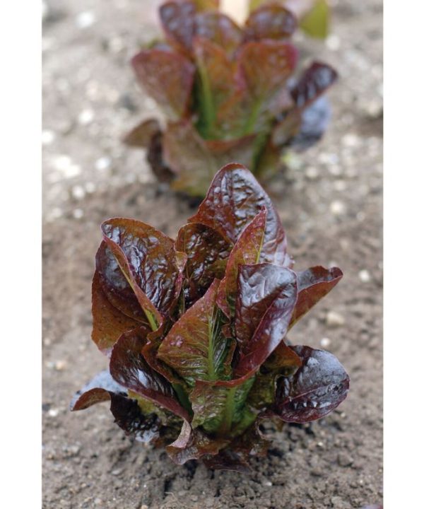 Red Rosie - Lettuce Seed