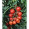 Mountain Magic - (F1) Tomato Seed