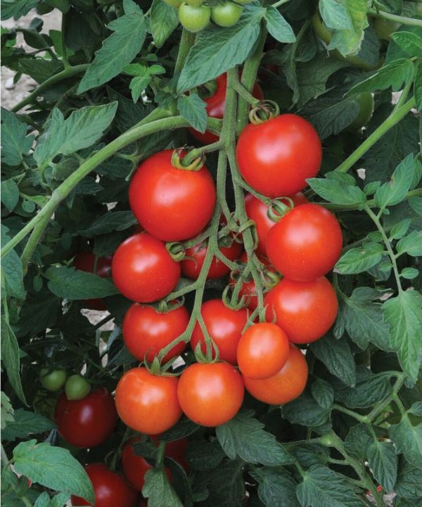 Mountain Magic - (F1) Tomato Seed
