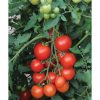 Mountain Magic - Organic (F1) Tomato Seed