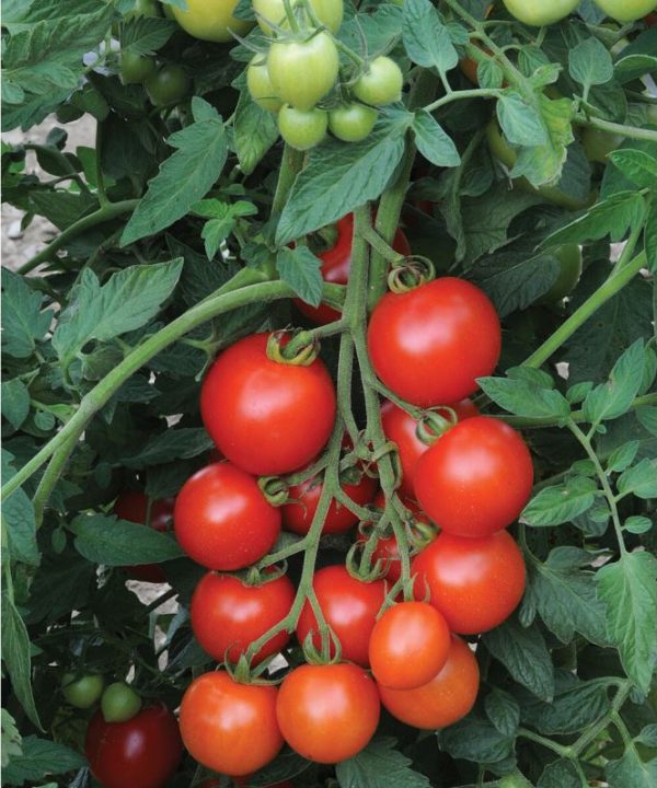 Mountain Magic - Organic (F1) Tomato Seed