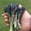 Santee - Purple Sprouting Broccoli Seeds