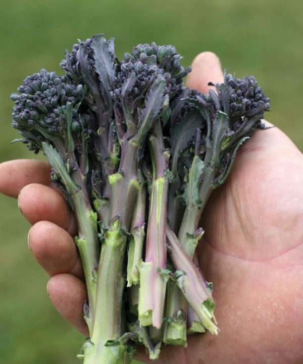 Santee - Purple Sprouting Broccoli Seeds