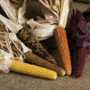 Miniature Colored Popcorn - Corn Seed