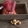 Forum - Fall (F1) Onion Sets Seed