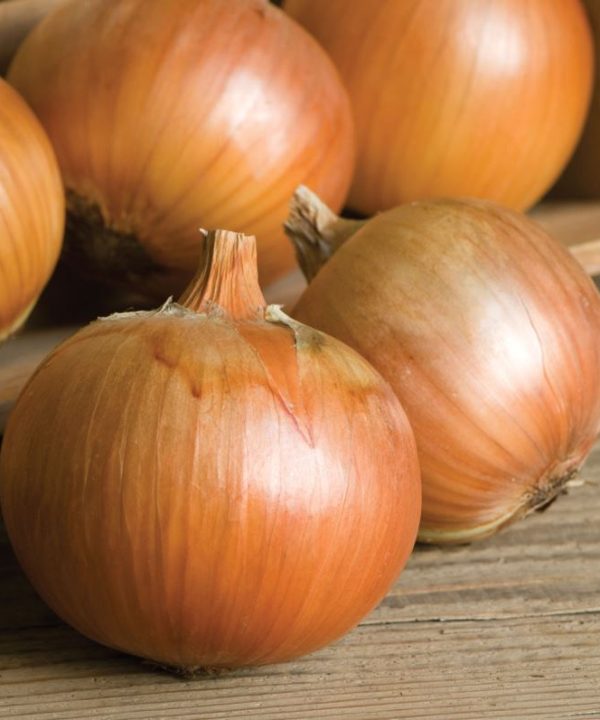 Patterson - (F1) Onion Seed