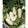 Salt and Pepper - Organic Cucumber Seed
