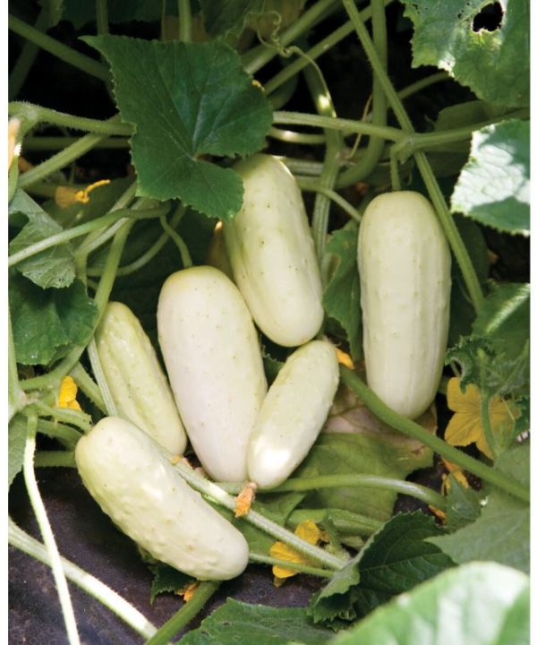 Salt and Pepper - Organic Cucumber Seed