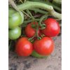 Defiant PhR - Organic (F1) Tomato Seed