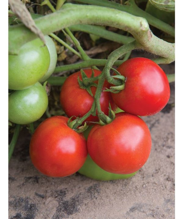 Defiant PhR - Organic (F1) Tomato Seed