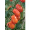 Five Star Grape - Organic (F1) Tomato Seed
