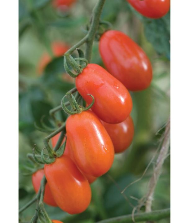 Five Star Grape - Organic (F1) Tomato Seed