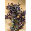 Scarlet Frills - Mustard Green Seed