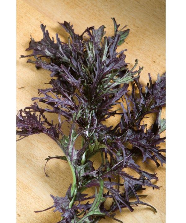 Scarlet Frills - Mustard Green Seed
