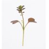 Mustard, Scarlet Frills - Microgreen Seed