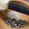 Jerry Petersen Blue - Organic Corn Seed