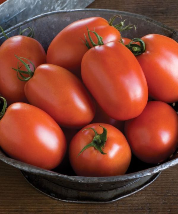 Plum Regal - (F1) Tomato Seed
