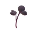 Radish, Red Rambo - Microgreen Seed